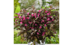 Вейгела цветущая Нана Пурпуреа (Weigela florida Nana Purpurea) Вейгела цветущая Нана Пурпуреа (Weigela florida Nana Purpurea)