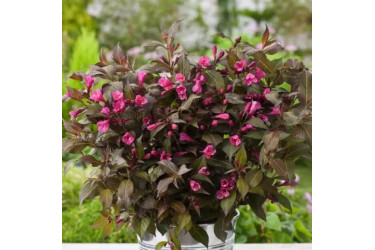 Вейгела цветущая Нана Пурпуреа (Weigela florida Nana Purpurea)
