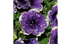 Петуния BONNIE BLUEBERRY SKY