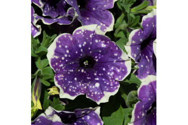 Петуния BONNIE BLUEBERRY SKY