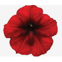 Петуния Famous Electric Red Петуния Famous Electric Red
