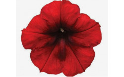 Петуния Famous Electric Red