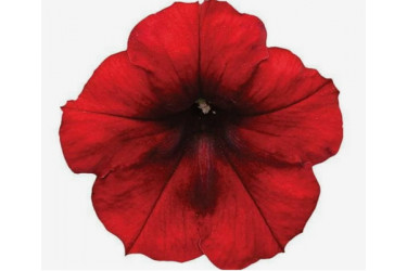 Петуния Famous Electric Red