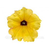 Петуния ALPETUNIA YELLOW DARK CENTER