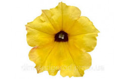 Петуния ALPETUNIA YELLOW DARK CENTER