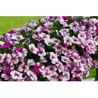 Калибрахоа Caliloco Graffitti