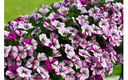 Калибрахоа Caliloco Graffitti