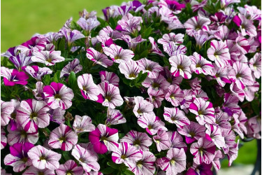 Калибрахоа Caliloco Graffitti