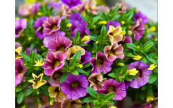 Калибрахоа Ombre Purple