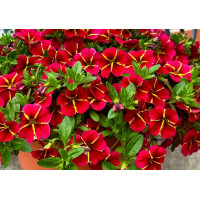 Калибрахоа Colibri Exotic Red Bling