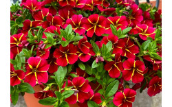 Калибрахоа Colibri Exotic Red Bling