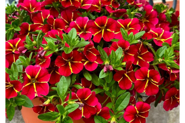 Калибрахоа Colibri Exotic Red Bling