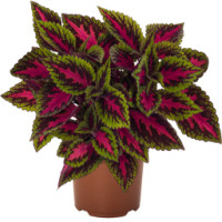 Колеус, срезы