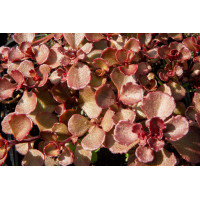Очиток (Седум) ложный Махогани Ред (Sedum Spurium Mahogany Red)