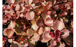 Очиток (Седум) ложный Махогани Ред (Sedum Spurium Mahogany Red)