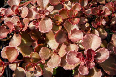 Очиток (Седум) ложный Махогани Ред (Sedum Spurium Mahogany Red)