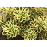 Очиток (Седум) такесимский Атлантис (Sedum takesimense Atlantis)