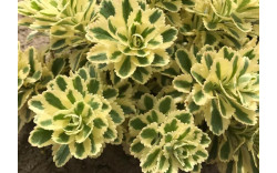 Очиток (Седум) такесимский Атлантис (Sedum takesimense Atlantis)