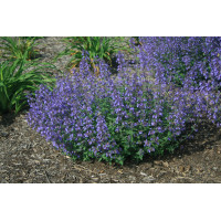 Котовник Фассена Джуниор Уолкер (Nepeta faassenii Junior Walker)