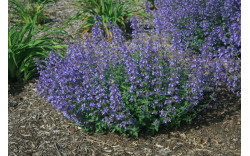Котовник Фассена Джуниор Уолкер (Nepeta faassenii Junior Walker)