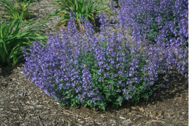 Котовник Фассена Джуниор Уолкер (Nepeta faassenii Junior Walker)