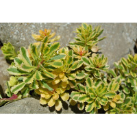 Очиток (Седум) миддендорфа Вариегата (Sedum middendorfianum Variegata)