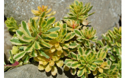 Очиток (Седум) миддендорфа Вариегата (Sedum middendorfianum Variegata)