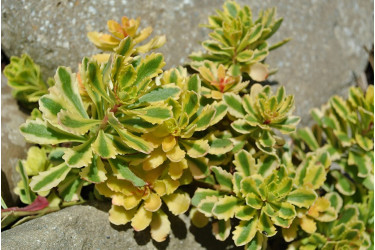 Очиток (Седум) миддендорфа Вариегата (Sedum middendorfianum Variegata)