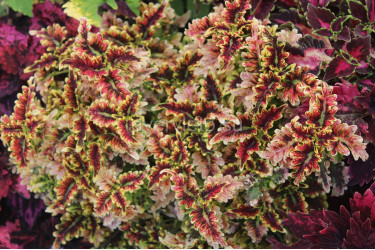 Колеус UTS Copper Coral