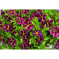 Калибрахоа Lia Amethyst Bling