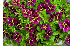 Калибрахоа Lia Amethyst Bling