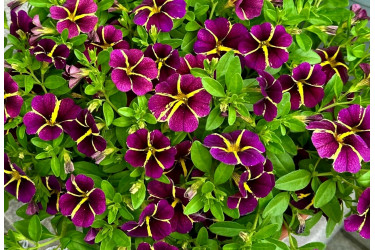 Калибрахоа Lia Amethyst Bling