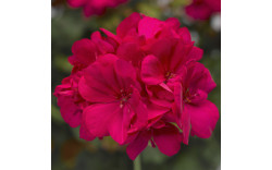 Пеларгония межвидовая Calliope M Hot Rose