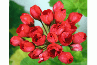 Пеларгония тюльпановидная карликовая Mrs.Charles