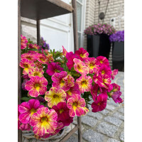 Калибрахоа Chameleon Pink Splash