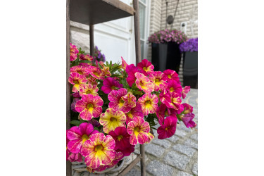 Калибрахоа Chameleon Pink Splash