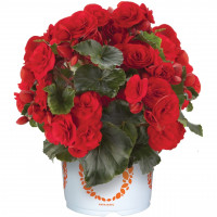 Бегония Solenia Red Orange Бегония Solenia Red Orange