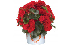 Бегония Solenia Red Orange