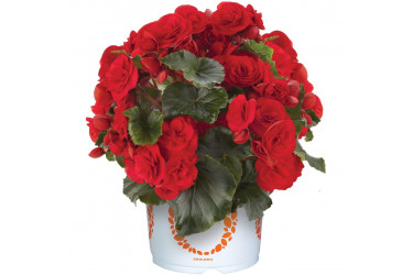 Бегония Solenia Red Orange