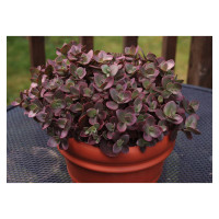 Очиток (Седум) гибридный Санспарклер Черри Тарт (Sedum hybrid Sunsparkler Cherry Tart)