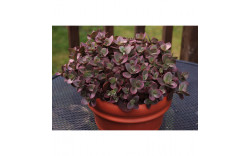 Очиток (Седум) гибридный Санспарклер Черри Тарт (Sedum hybrid Sunsparkler Cherry Tart)