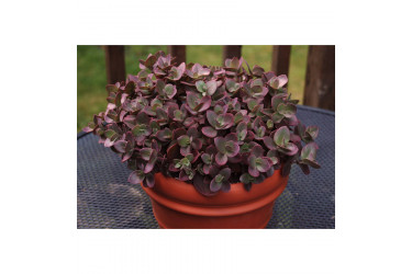 Очиток (Седум) гибридный Санспарклер Черри Тарт (Sedum hybrid Sunsparkler Cherry Tart)