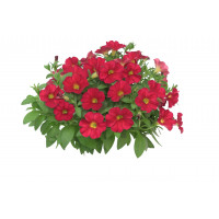 Петхоа The Power Sisters Red Runa Петхоа The Power Sisters Red Runa