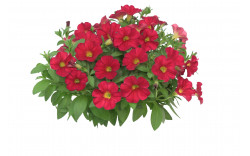 Петхоа The Power Sisters Red Runa