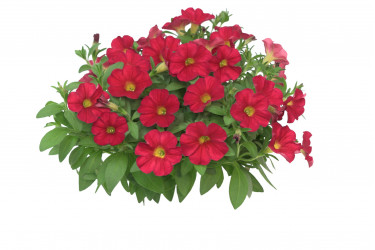 Петхоа The Power Sisters Red Runa