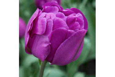 Тюльпан Purple Peony