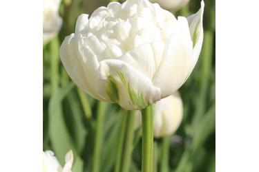 Тюльпан Up White