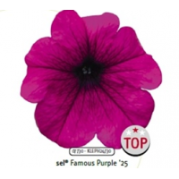 Петуния Famous Purple