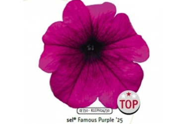 Петуния Famous Purple