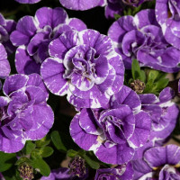 Калибрахоа Mini Famous Neo Double Loopy Lavender